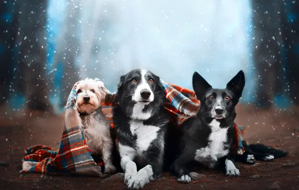 Dogs, look, snow, nature, pose, plaid, trio, snowfall