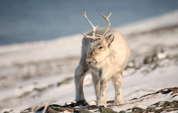 Winter, snow, fawn, reindeer