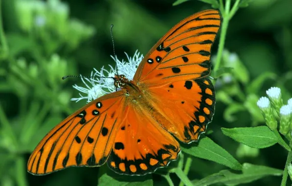 Flower, leaves, macro, butterfly, wings, beautiful, closeup