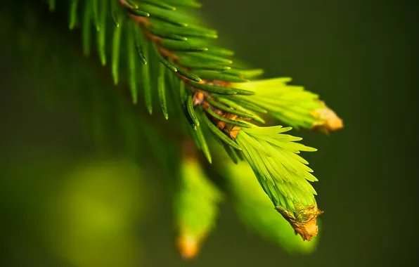 Macro, needles, spruce, branch, green