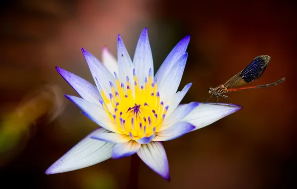 Flowers, Lily, dragonfly, insect, water