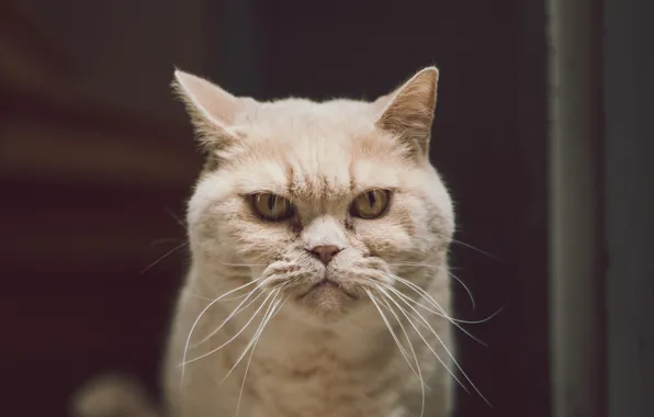 serious cat face