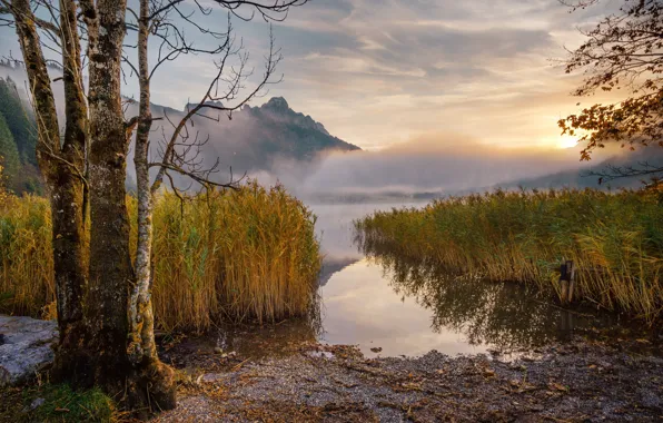 Autumn, trees, mountains, fog, shore, reed, pond