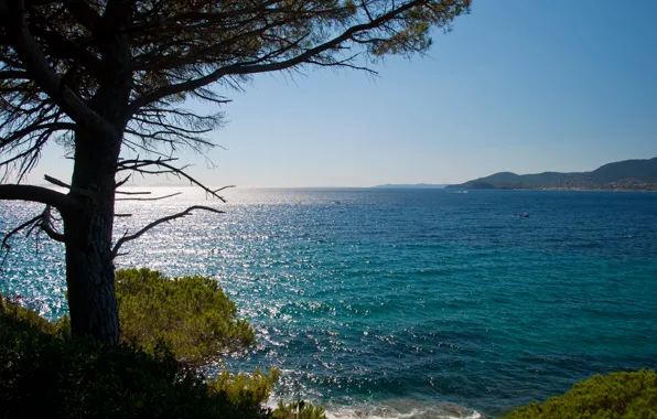 Wallpaper sea, tree, coast, France, horizon, Cote d'azur for mobile and ...