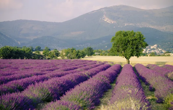 Picture field, landscape, nature, France, lavender, Provence