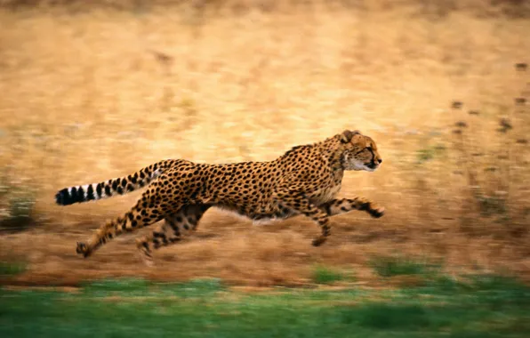 Picture nature, running, Cheetah
