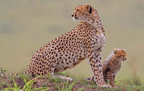 Grass, pose, baby, Cheetah, cub, mother, cheetahs, two Cheetah