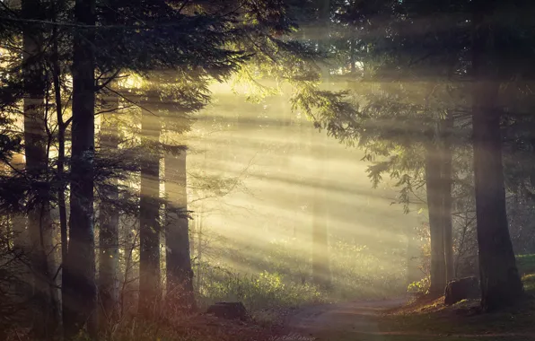 Forest, trees, stumps, the rays of the sun, the bushes, troptnka