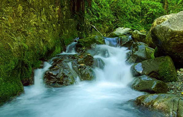 Greens, forest, stream, stones, moss, Mexico, Tres Marias