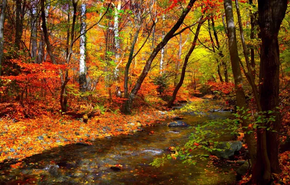 Picture autumn, forest, leaves, trees, stream, forest, Nature, falling leaves