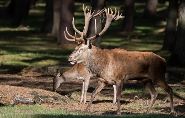 Picture forest, light, two, deer, pair, walk