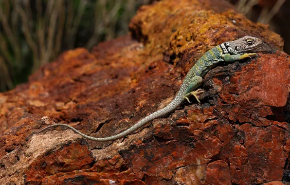 Nature, stone, lizard, AZ, USA, Petrified Forest