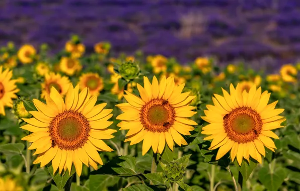 Picture field, summer, sunflowers, trio
