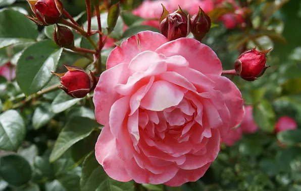 Picture background, roses, buds