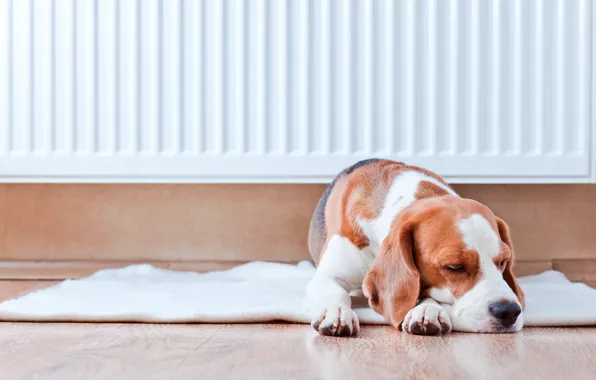 Picture wall, Dog, paws, floor, Mat