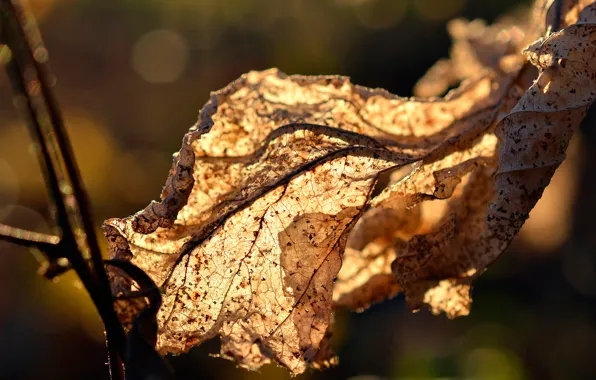 Macro, lighting, bokeh, dry leaf