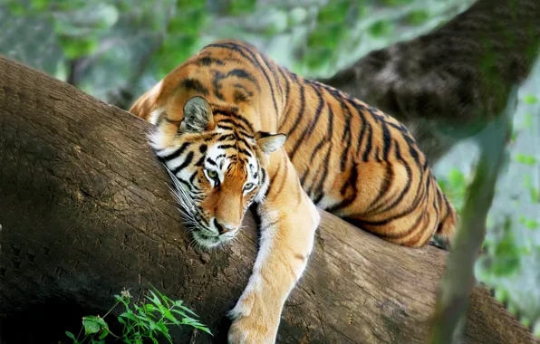 Tiger, tree, stay