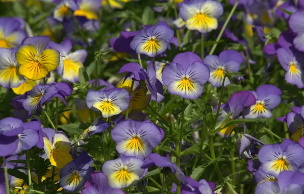 Picture viola, flowers, Pansy, lilac, glade, flowerbed, yellow, spring