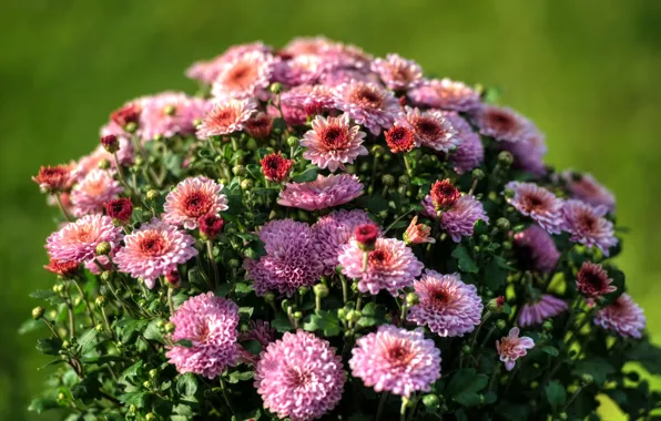 Wallpaper flowers, background, chrysanthemum, bokeh, pink, the bushes