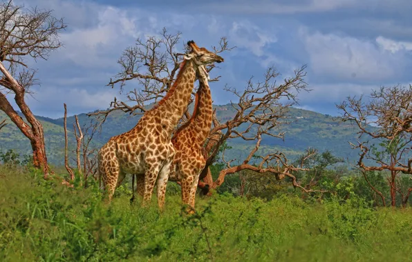 Trees, giraffes, a couple, South Africa, South Africa, uMkhuze Game Reserve