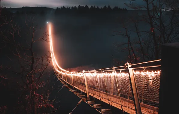 Picture forest, the sky, landscape, night, nature, lights, lights, fog