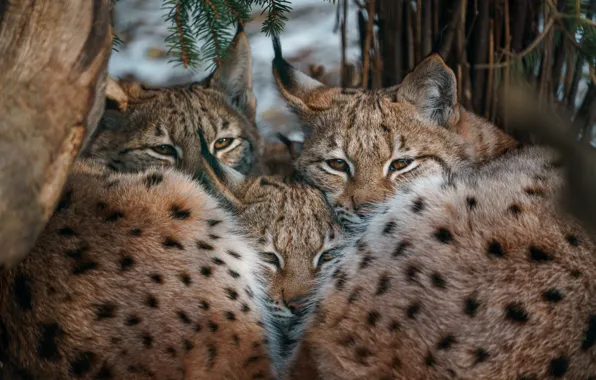 Winter, look, branches, pose, together, lynx, needles, lynx