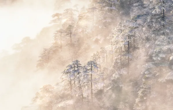 Winter, frost, forest, light, snow, mountains, fog, morning