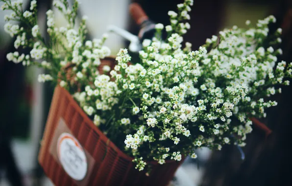 Picture flowers, basket, petals, white
