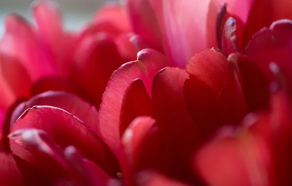 Picture macro, Tulip, Red