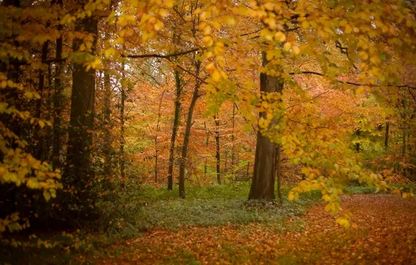 Picture autumn, forest, trees