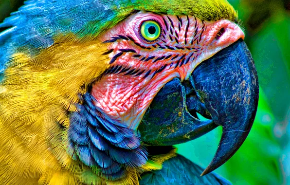 Picture parrot, eyes, head, beak