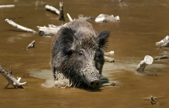 Picture WATER, FOR, DIRT, BOAR, WILD