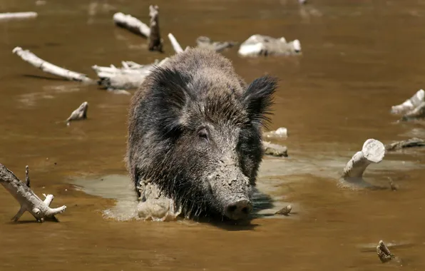 WATER, FOR, DIRT, BOAR, WILD