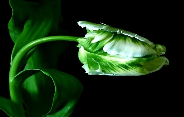 Picture BACKGROUND, GREEN, BLACK, LEAVES, TULIP, STEM, BUD