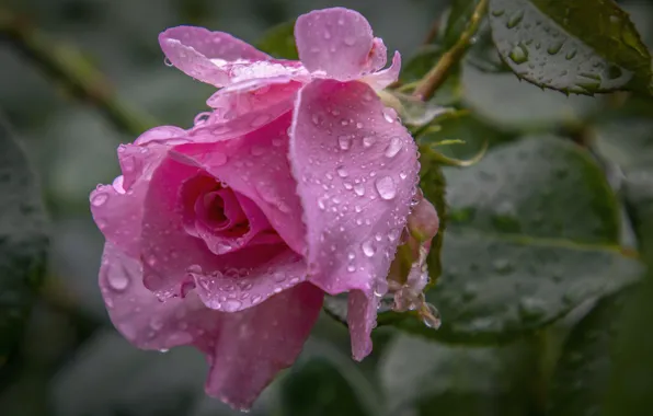 Picture flower, leaves, water, drops, nature, rain, rose, Elena Guseva