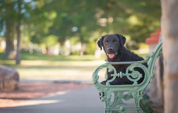 Bench, dog, bokeh, Curtiosity Retriever