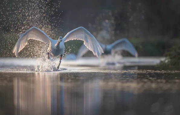 Water, squirt, bird, wings, Swan, run