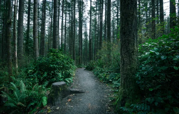 Forest, trees, moss, trail, thicket, path