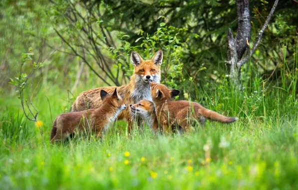 Greens, forest, language, grass, trees, branches, nature, Fox
