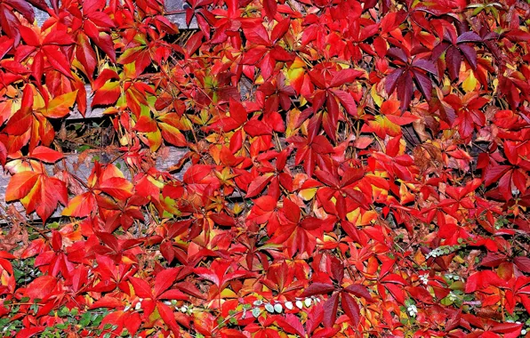 Picture autumn, leaves, carpet, the crimson