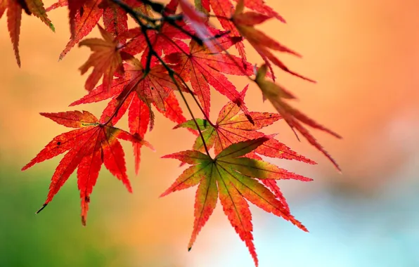 Picture leaves, macro, red, background, tree, widescreen, Wallpaper, plant