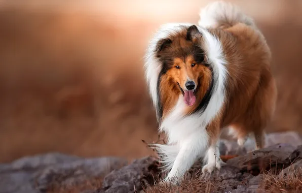 Look, nature, pose, dog, face, collie, sheltie
