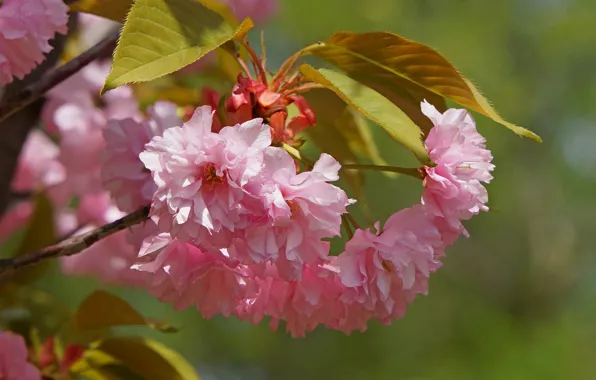 Flowers, branch, spring, pink, flowering, almonds