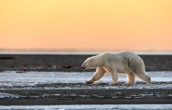 Winter, white, the sky, light, snow, nature, pose, shore