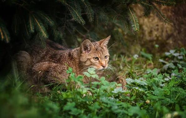 Forest, grass, wild cat