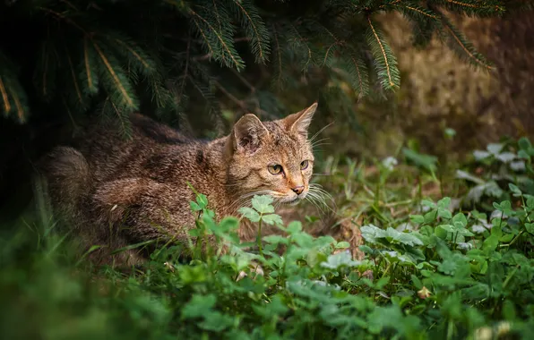 Picture forest, grass, wild cat