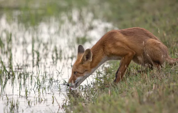 Water, nature, Fox