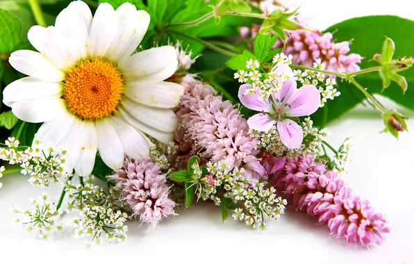 Daisy, leaves, wildflowers