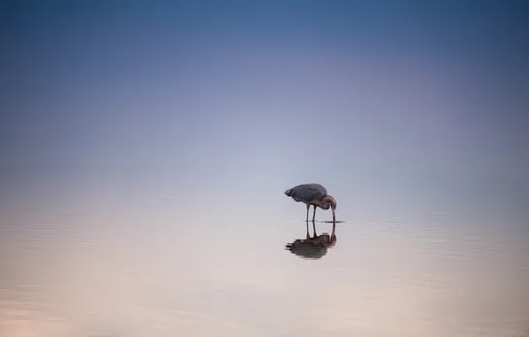 Water, nature, pond, bird, food