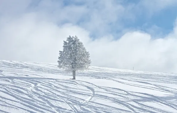 Winter, snow, tree, winter, winter Wallpaper